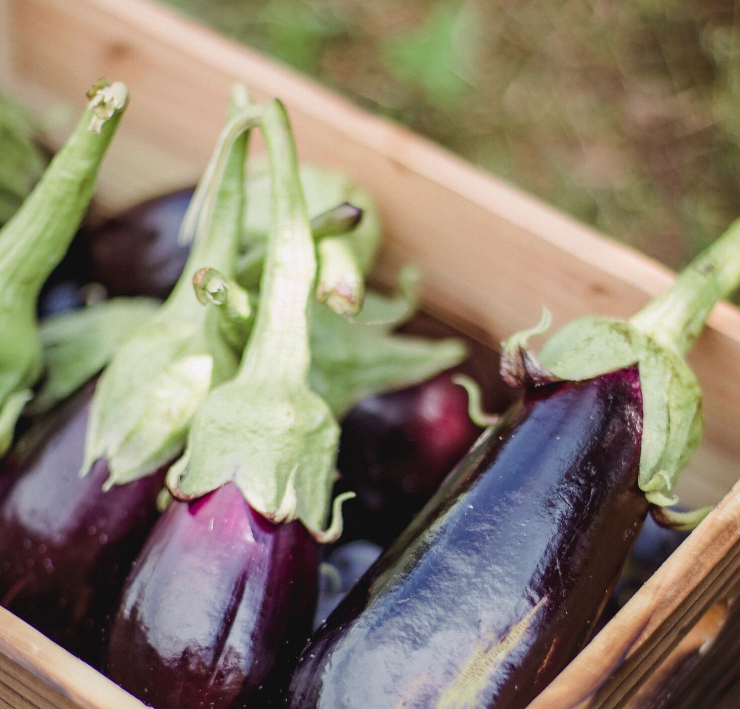 Vegetable Stock